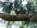 Tygra in tree part 2 Tygra in tree part 2