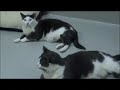 Winnipeg Humane Society - Smokey Jay and Yoda Marie