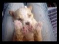 + de bloody la perrita perdida
