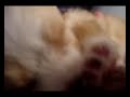 + de bloody la perrita perdida