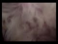+ de bloody la perrita perdida