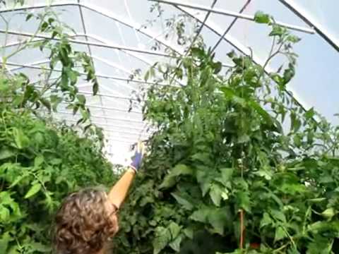 how to get more yield from tomato plants