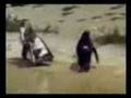 videos de Pilled Up Pingu