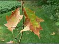 Oak Wilt in New York