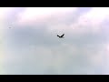 Biddende en duikende Torenvalk