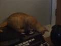 videos de Stupid cat stuff