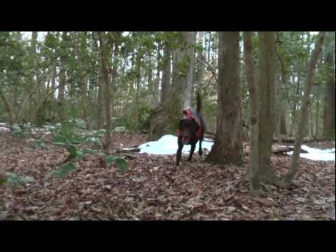 Chocolate Lab training for search & rescue – (1/2)