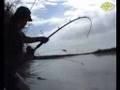 videos de Siluros y su pesca en Caspe Mar de Aragon
