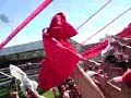 + PERRA BRAVA