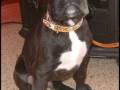 videos de Apolo (Boxer)