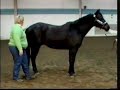 Horse Conformation: Muscling, as seen on eXtension