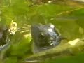 Frog eats Wasp Frog eats Wasp