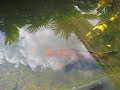 My Koi Pond  January 20 2008
