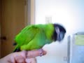 rap bird