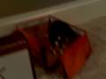 videos de judge banjo episode 2