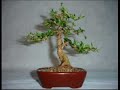 VI Encontro Nipon Bonsai 2006