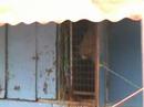 Gestoord gedrag circusdieren Gestoord gedrag circusdieren