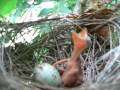 new born bird