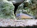 Xenotilapia papilio Tembwe - spacer