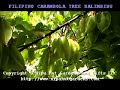 FILIPINO CARAMBOLA FRUIT TREE BALIMBING FILIPINO CARAMBOLA FRUIT TREE BALIMBING