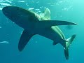 Squalo Longimanus: incontro ravvicinato, Shark Oceanic White Tips, Pinna Bianca Oceanico