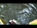 Click here to watch this video ﾌﾞﾗｯｸﾊﾞｽ ﾄｯﾌﾟｳｫｰﾀｰ 迷走