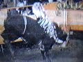Caballo de Jalisco vs Español de Sergio Mujica Caballo de Jalisco vs Español de Sergio Mujica