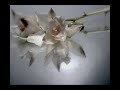 Song(s) for Someone