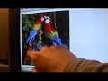 Scarlet Macaws Scarlet Macaws