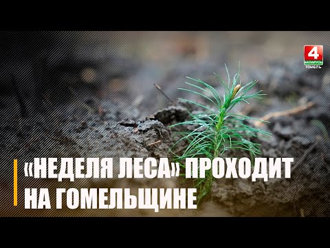 У 2023 годзе лесааднаўленне на Гомельшчыне плануецца правесці на плошчы ў 11 000 га видео