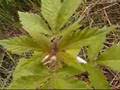 easiest way to grow weed update 3