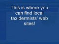 Taxidemy web site Taxidemy web site