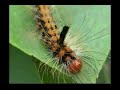 Strategies For Animal Survival Vol I