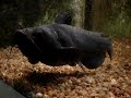O famoso peixe Bagre Americano filmado no aquário do Parque da Água Branca. 