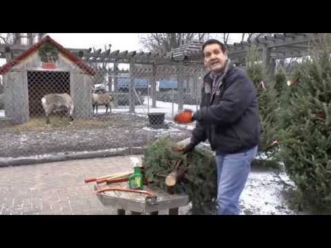 how to care for live xmas tree