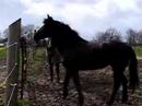 Moriesian Mare 01
