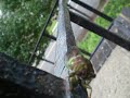 Big Bug (Cicada) Big Bug (Cicada)
