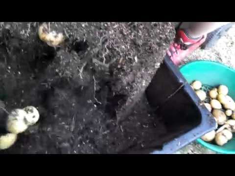 how to grow yukon gold potatoes