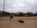 Major border collie is in Sabinal Texas catching b's