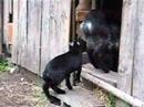 Goats