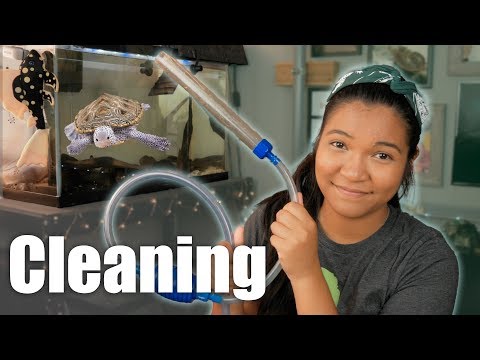 video-linktoworks-TURTLE TANK CLEANING + proper way to clean turtle...