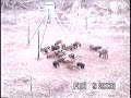 Hog Hunting in OK