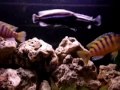Malawi Cichlid Aggression Malawi Cichlid Aggression