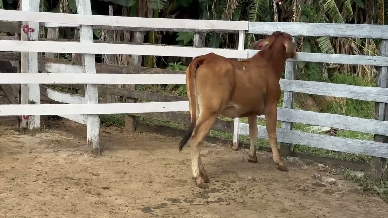 LOTE 0 - 1 BEZERRA - SORTEIO