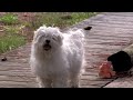Furry Friends - Chili & Wally