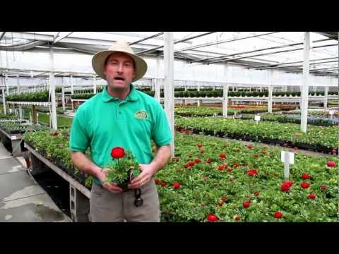 how to grow primula vulgaris from seed