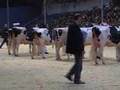 www.cattle.de - SCHAU DER BESTEN 2008: Die Auswahl der Siegerin der Färsenklasse (1 Kalbung)
