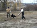 lilly schutzhund bite suit #4 lilly schutzhund bite suit #4