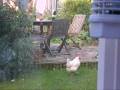 videos de Battle of Wit & Will  Chicken v Magpie