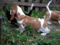 Basset